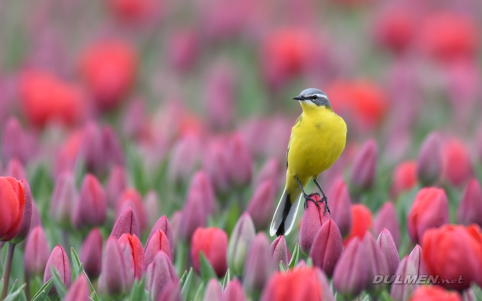 Western Yellow Wagtail (Motacilla flava)